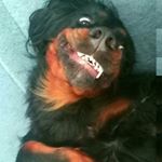 Profile Picture of It's Paula 😘 (@paula_the_gordon) on Instagram