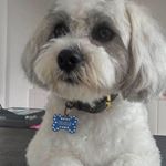 Profile Picture of Lisa Nicklin (@nicklin_lisa) on Instagram