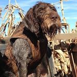 Profile Picture of Jared English (@englishjared) on Instagram