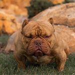 Profile Picture of Damianbrooks (@silver_back_bullies) on Instagram