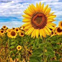 Shelly Huang - Quora Profile Picture of Shelly Huang (@shelly-huang-16) on Quora