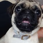 Profile Picture of Ariel Pacheco (@lunathemexicanpug) on Instagram