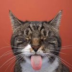 Profile Picture of Peter Gunn (@peter.gunn) on Instagram