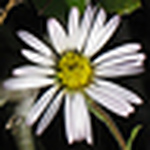 Profile Picture of All My Junk (@all my junk) on Flickr