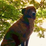 Profile Picture of Robin Coulombe (@robinplunkettc) on Instagram