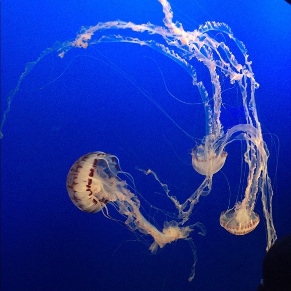 Profile Picture of Ruby Mares (@rubyma15) on Poshmark