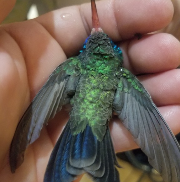 Profile Picture of Mayela Silveira (@mayelasilveira) on Poshmark