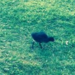 Profile Picture of jim the duck (@jimtheduck) on Instagram