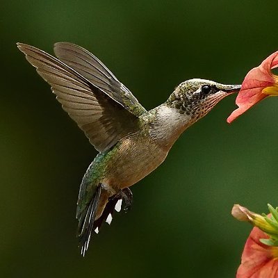 James William Owens - Twitter Profile Picture of James William Owens (@Willard1951) on Twitter