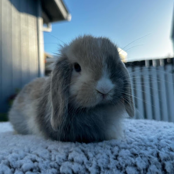 Profile Picture of Karli Hanson (@karlihanson04) on Poshmark