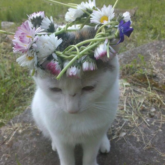 Profile Picture of Abbi Edman (@abbiedman) on Poshmark