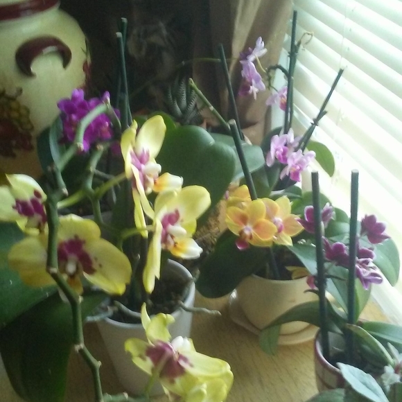 Profile Picture of Beverly Holt (@bholt) on Poshmark