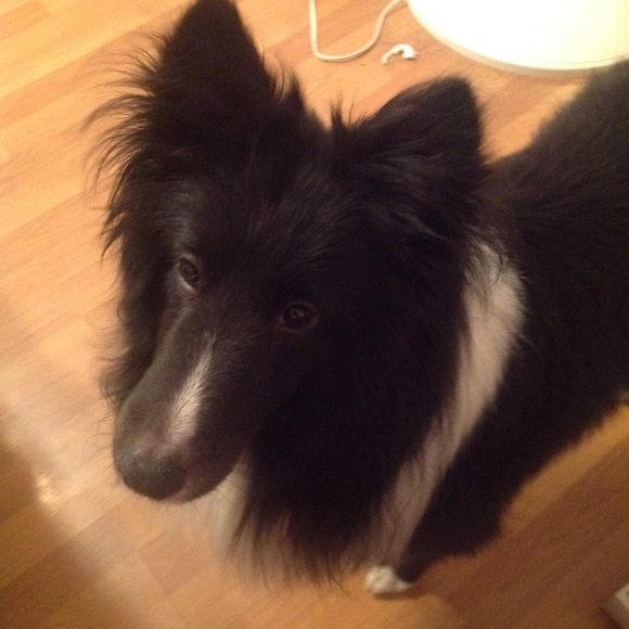 Profile Picture of Bettina Mcknight (@horselover623) on Poshmark