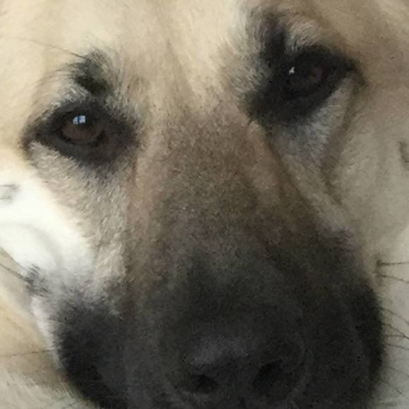 Profile Picture of Brianna Silva (@bsilva1122) on Poshmark