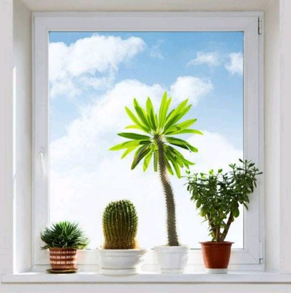 Profile Picture of Ester Yoon (@esteryoon) on Poshmark