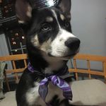 Profile Picture of Mike Casey’s Alaskan Klee-kai (@_a.zul_) on Instagram