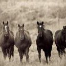 Profile Picture of Deborah Castor Hagan (@deb2012h) on Pinterest