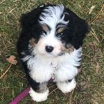 Profile Picture of LILA💜 The Mini Bernedoodle (@lila.the.mini.bernie) on Instagram