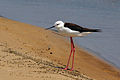 Profile Picture of Black-winged stilton Wikipedia