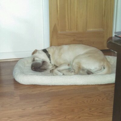 Profile Picture of Dan Whetstone (@danconfed) on Twitter