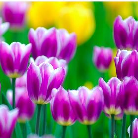 Profile Picture of Deb Farrell Nelson (@leonsicecream) on Pinterest