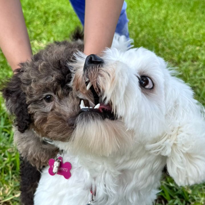 Profile Picture of Marsh&Hershey (@hersheypie__) on Tiktok