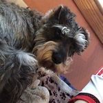 Profile Picture of Rufus.Simpson (@rufus.simpson) on Instagram