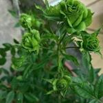 Profile Picture of Sylvia Alvarado (@smoncada293) on Instagram