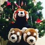 Profile Picture of Pascal, Kipp, Randy & Moro (@redpandadventures) on Instagram