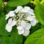 Profile Picture of Crystal Butterfly (@butterflydonuts) on Instagram