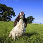 Profile Picture of Misty Davies Pughe (@road.dogmisty) on Instagram