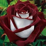 Profile Picture of Robin Halverson-Tuma (@robinhalversont) on Pinterest