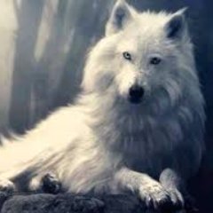 Profile Picture of Adolfo Cortez (@adolfocortez983) on Twitter