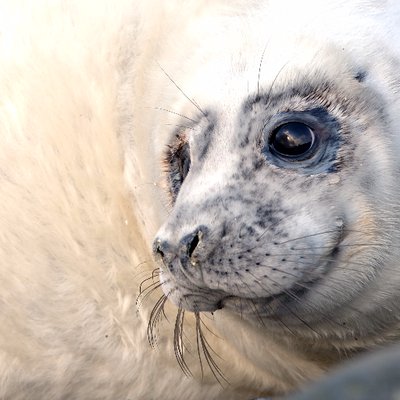 Profile Picture of Orkney Wildlife (@adamhough12) on Twitter