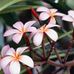 Profile Picture of Diane Santana (@diane.santana.75) on Facebook