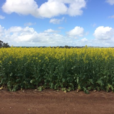 Profile Picture of Tom Wake (@CBH_GeraldtonS) on Twitter