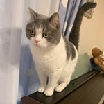 Profile Picture of 𝚘𝚑𝚊𝚐𝚒 (@ohagi.nyan) on Instagram