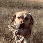 Profile Picture of Christopher John Wilcox (@christopher.j.wilcox.9) on Instagram