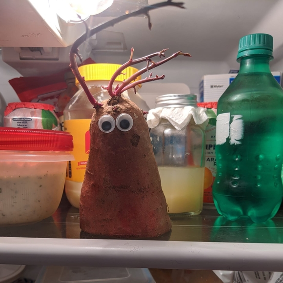 Profile Picture of Nancy Piccioni-hann (@fallingapot) on Poshmark