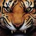 Profile Picture of Sean O'Neal (@sean_oneal) on Pinterest