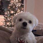 Profile Picture of Iris Xu (@xxqingtian_) on Instagram