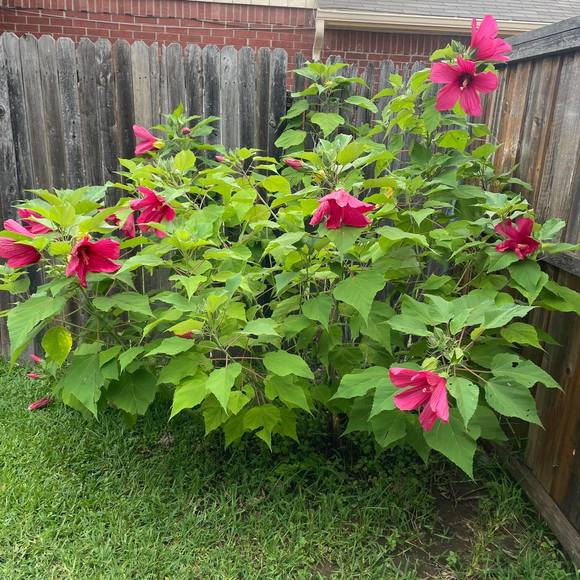 Ruiz Ruiz - Poshmark Profile Picture of Ruiz Ruiz (@hidalgo_olivia) on Poshmark