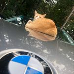 Profile Picture of Matthew sirianni (@wildhorse__14) on Instagram