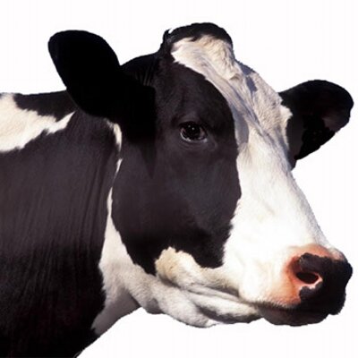 Profile Picture of David McClelland (@lasercow) on Twitter