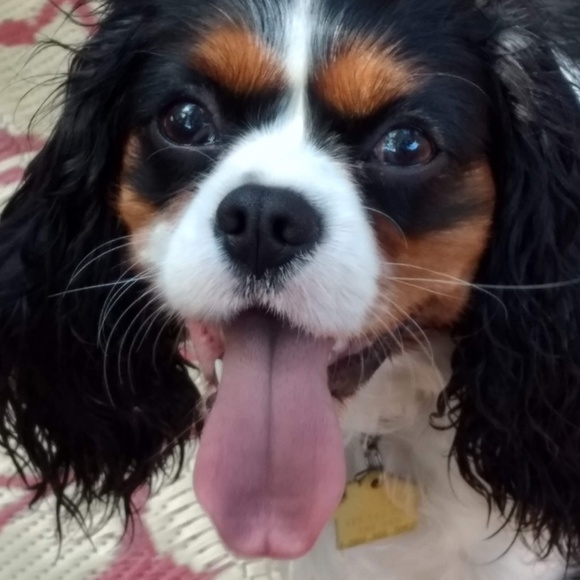 Profile Picture of Shelli Smith (@sns2002) on Poshmark