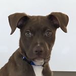 Profile Picture of Nate Herbert 🐾 (@n8herbert) on Instagram