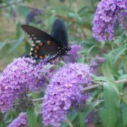 Profile Picture of Joni Longmire (@joni1012) on Pinterest