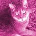 Profile Picture of Joshua McCartney (@joshua.mccartney.9849) on Facebook