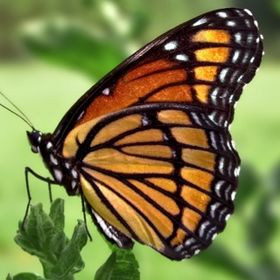 Profile Picture of Yolanda Forrest (@carmelbutterfly) on Pinterest