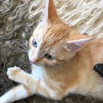 Profile Picture of Allison Davis (@aloratravis) on Instagram